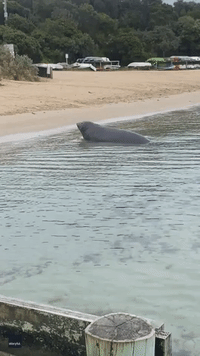 Window-Smashing Elephant Seal 'Likely' Back on Australian Shores, Authorities Say