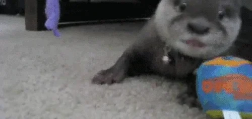 baby animals otter GIF