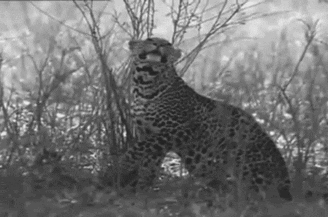 animals