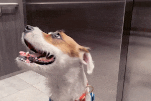 Well Done Dog GIF by arielle-m