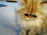 Sad Kitten GIF - Find & Share on GIPHY