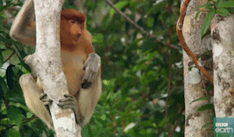 monkey looking GIF by BBC Earth