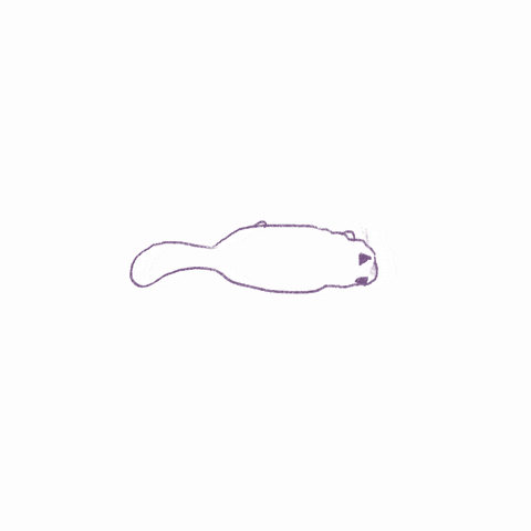 Cat GIF