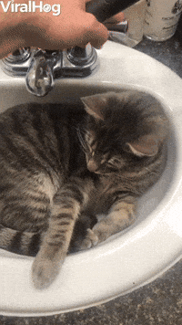 confused cat gif