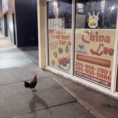 Chicken On Sidewalk GIF
