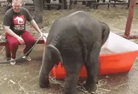 baby elephant GIF