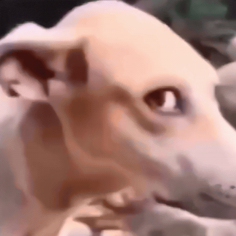 Dogfunny GIF
