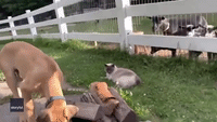 Goats Keep Close Eye on Great Dane Puppy 