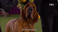 Trumpet Number Two Hound In The US