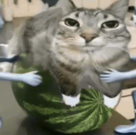 Fyn GIF