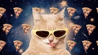 cat pizza GIF