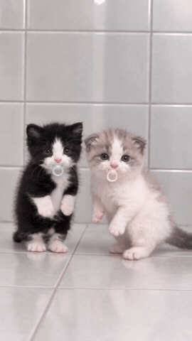 Neon 고양이 GIF