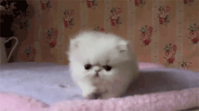 Angry Kitten Gif