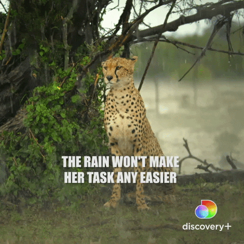 Rain Cheetah GIF by Discovery