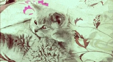 Cat Reaction GIF