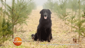 200.gif?cid=fc005b08026596a604ec094545a9cf37e24937eedf049a72&rid=200.gif&ct=g