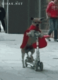 Perro Abandonado Gifs Get The Best Gif On Giphy