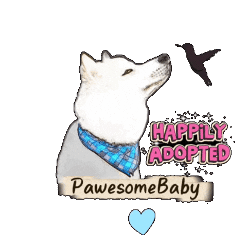 White Husky Sticker by PawesomeBaby
