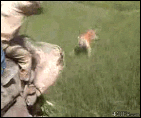 giphy.gif?cid=82a1493bmxennl9zn22ovq5h8m4nb1rxdki3tpi0s0eurq8y&rid=giphy.gif