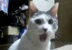 shocked cat GIF
