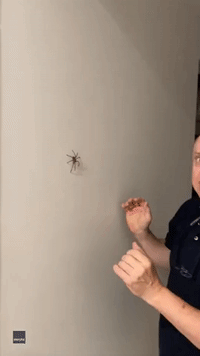 Would You Be Brave Enough? Queensland Man Catches Huntsman Spider in His Hands