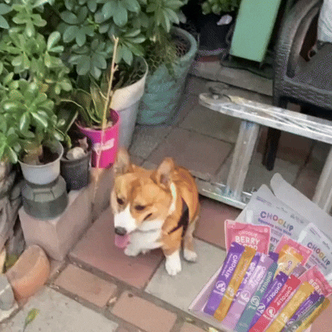Corgi Cute Dog GIF