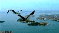 birds flying GIF by Cheezburger