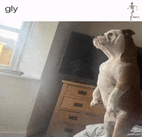 Bulldog Gly GIF