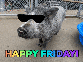 Photo gif. A photo of a gray pig with black shiny sunglasses overlaid and rainbow text, "happy Friday!"