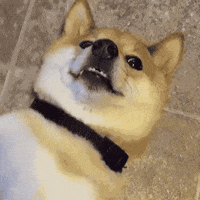 Doge Dogecoin GIF