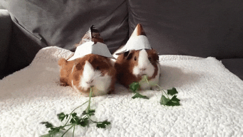 parsley eating guinea pig gif