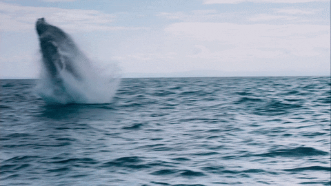 high quality whale GIF