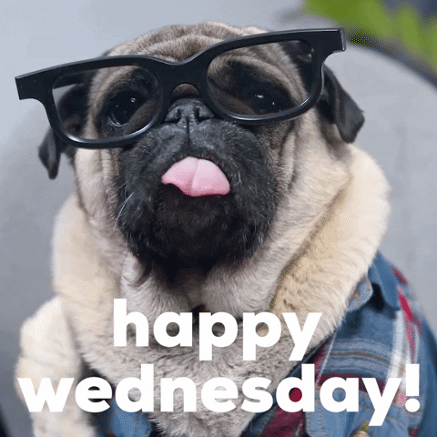 Video gif. A pug wearing glasses stares at us, his tongue hanging out of his mouth. Text, “Happy Wednesday!”