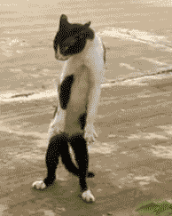 Dancing-cat GIFs - Get the best GIF on GIPHY