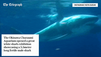 great white shark japan GIF by The Telegraph