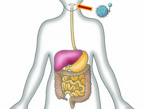 digestive tract GIF