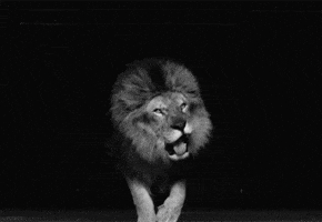 lion roar GIF