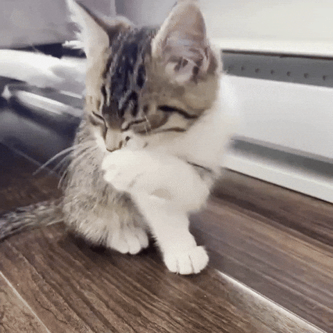 Cat Kitty GIF