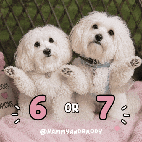 6 7 Dog GIF by HammyandBrody