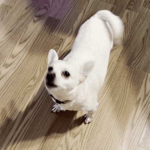 Cute Dog Chihuahua GIF
