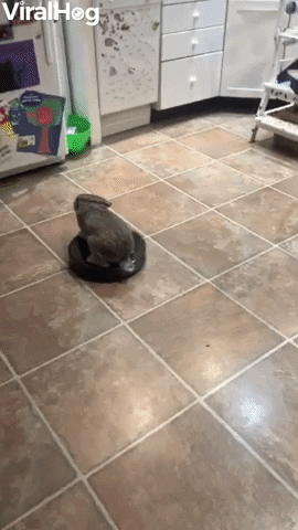 Rabbit Rides Around On Robot Vacuum GIF by ViralHog