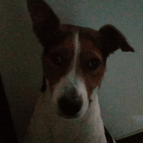 Dog Bones GIF