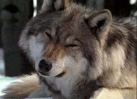 Wildlife gif. A squinty eyed grey wolf tilts its head from side to side as if confused. 