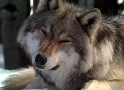 Confused Wolf GIF - Find & Share on GIPHY