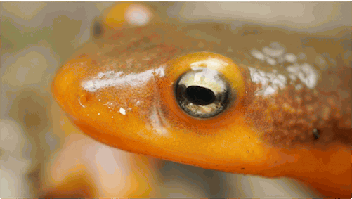 amphibian