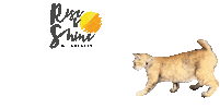 Riseandshine Sticker by TapestryMY