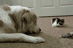 200.gif#52