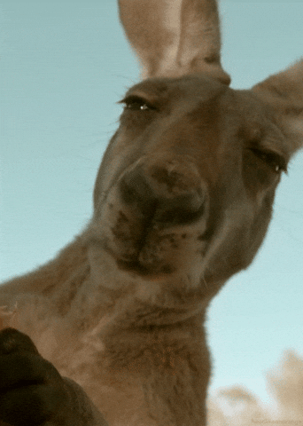 Giphy - red kangaroo eating GIF