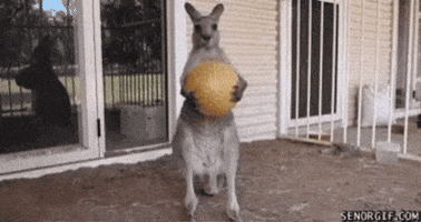 Kangaroo GIF
