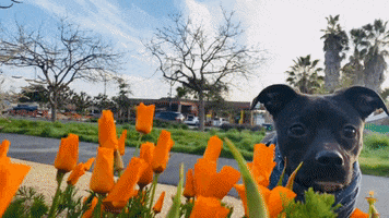 Thriving Black Dog GIF by ThriveHive.Co
